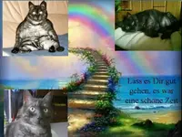 purzel.webp