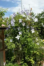 DSC05421.webp