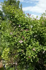 DSC05424.webp