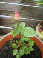 DSCN0769.webp