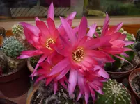 Echinocereus Gigante.webp