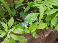 DSCN0778.webp
