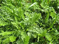 IMG_3687_1.webp