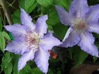 010.webp