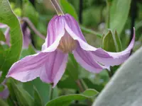 036.webp