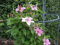 021.webp