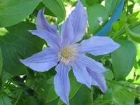013.webp