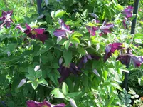 003.webp