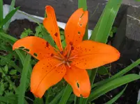 IMG_3437_1067x800.webp