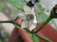 IMG_3439_1067x800.webp