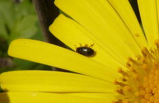 rapsglanz5.webp