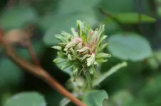 Viridiflora.webp