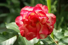 Jubile du Prince de Monaco.webp