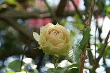 Lovley Green.webp