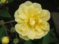 001.webp