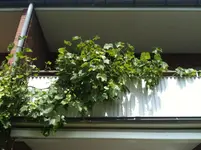 IMG_0331[1].webp