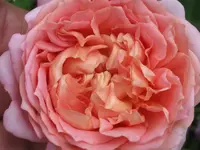 016.webp