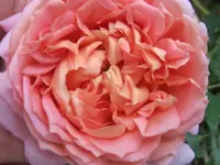 014.webp