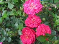 020.webp