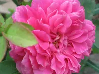 005.webp