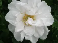 002.webp