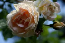 DSC05435.webp