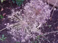 Gartenimpressionen 003.webp