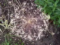 Gartenimpressionen 004.webp