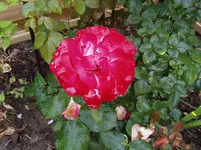 Gartenimpressionen 006.webp
