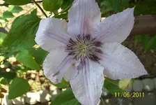 Clematis.webp