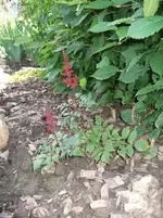 Astilbe.webp