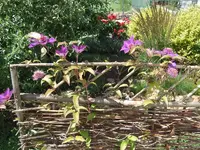 Clematis President.webp