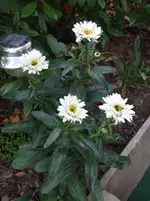 margerithe.webp