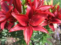 ROSA Lilien.webp