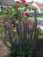 Salbei+Rose.webp
