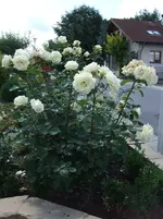 Weisse Rose unb.webp