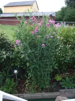 wicken.webp