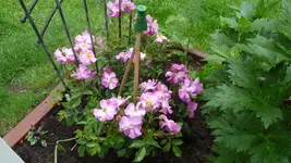 Rose Lavender Dream.webp