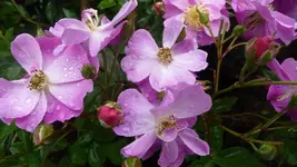 Lavender Dream.webp