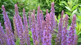 K800_12.6 272.webp