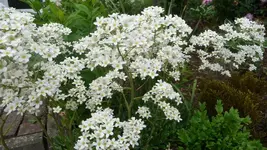 K800_12.6 268.webp