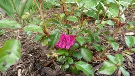 Rote Fairy.webp