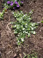 STH70004.webp