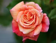 Alohablüte_kleiner.webp