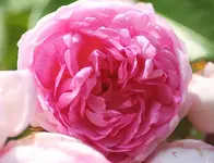 Jasminablüte_kleiner.webp