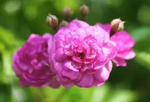 Bleu Magenta_Blüte_kleiner.webp