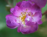 Veilchenblau_Blüte_kleiner.webp