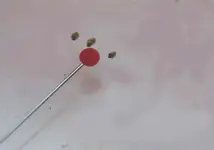 3 jüngste Schnecken_kleiner.webp