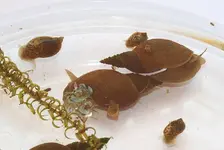 Schnecken aller Altersklassen_kleiner.webp