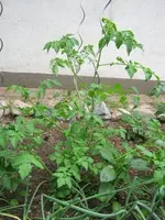 Johannisbeertomate.webp